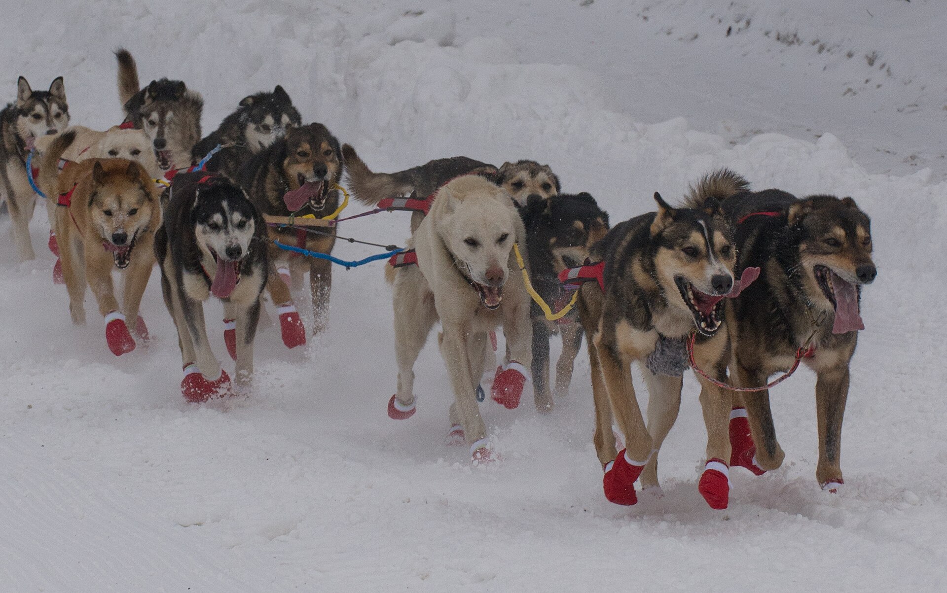 Sixty-seven mushers kicked off the 46th Annual Iditarod Trail Sled Dog Race with an 11-mile ceremonial start through Anchorage, Alaska, March 3, 2018.“The Last Great Race on Earth” throws 1,000 miles 