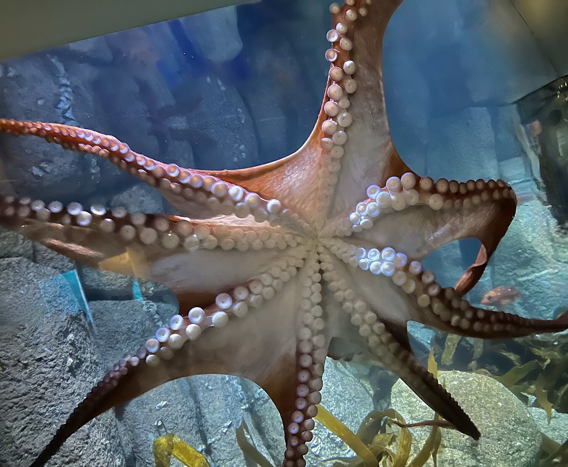 Coming in for a big hug at the Monterrey Bay Aquarium